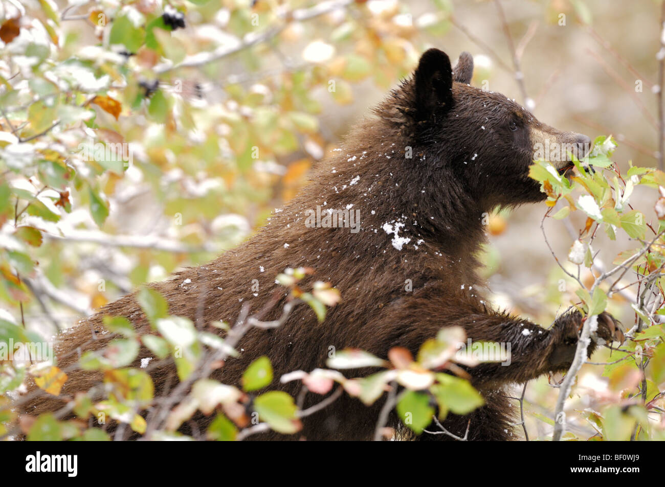 Stock Foto di un Black Bear Cub in una boccola serviceberry, mangiando i frutti di bosco. Foto Stock