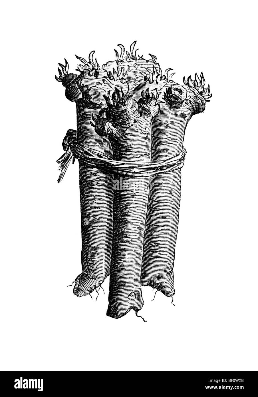 Il rafano, storico illustrazione da: Theodore Long: Generale illustrato libro giardino, Vol 2, Lipsia 1902, p. 138, Figura Foto Stock