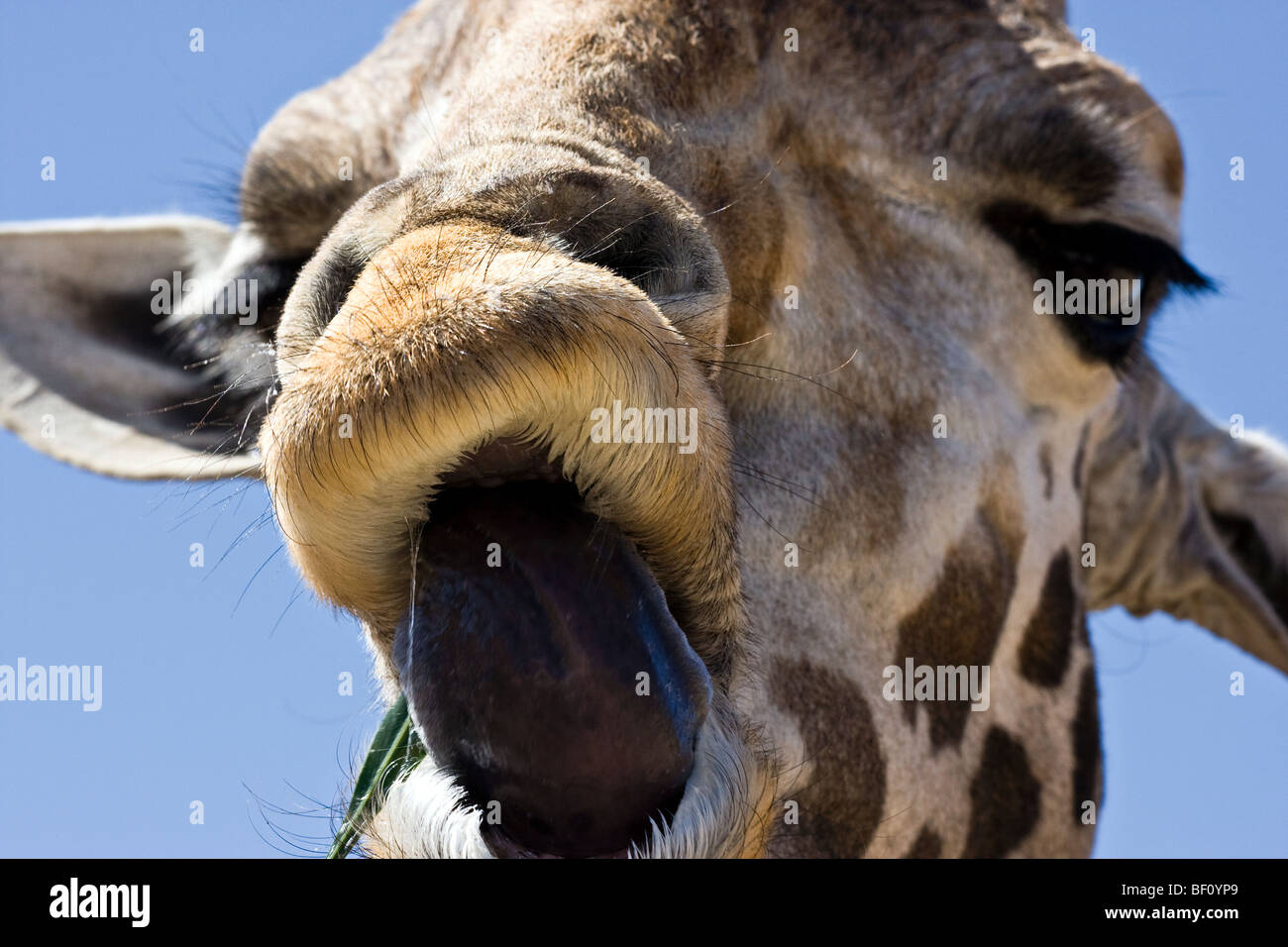 Un primo piano di una giraffa "' bloccato la sua lingua. Foto Stock