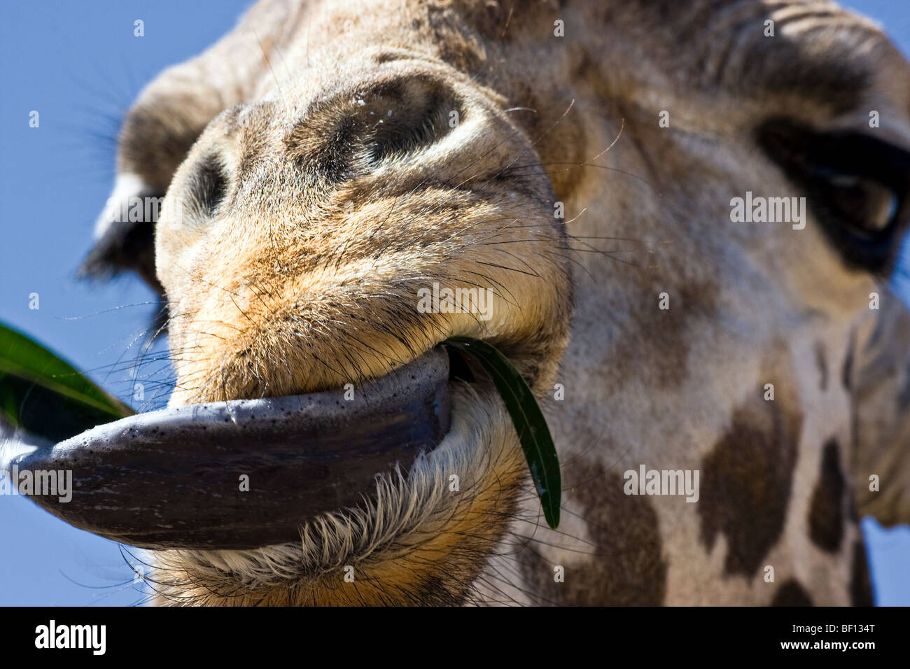 Un close-up del "sud" di un "Giraffa " mangiare un 'foglia verde". Foto Stock