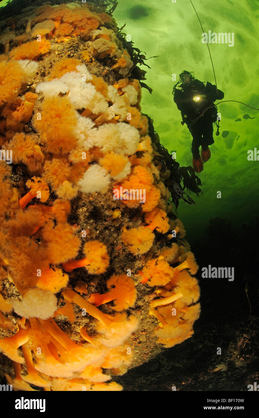 Metridium senile marrone, anemone marittimo ed immersioni sotto il ghiaccio, Mare Bianco, Russia Foto Stock