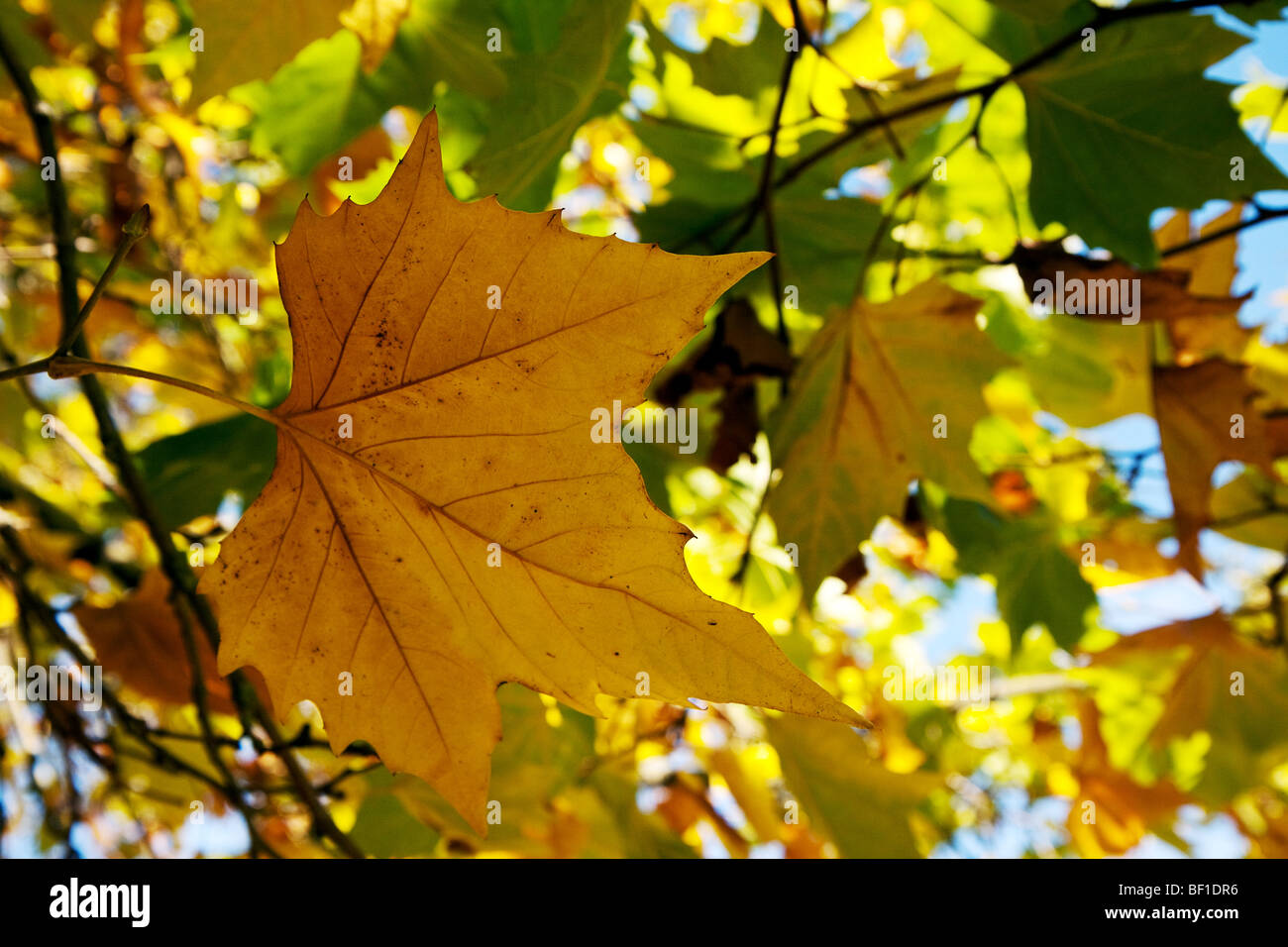 London Plane Tree foglie in East Grinstead Foto Stock