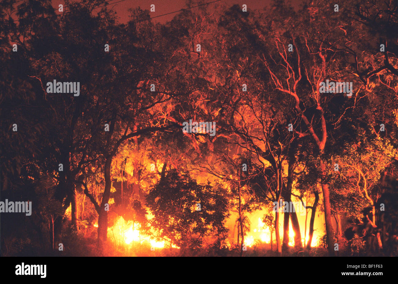 Incendio di Foresta, Parco Nazionale Daintree, Queensland, Australia settentrionale Foto Stock