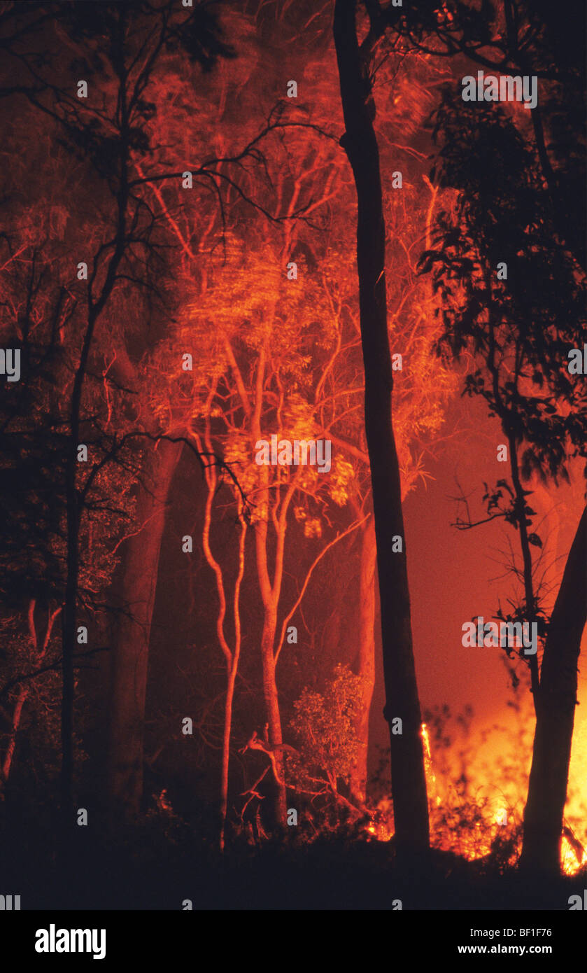 Incendio di Foresta, Parco Nazionale Daintree, Queensland, Australia settentrionale Foto Stock