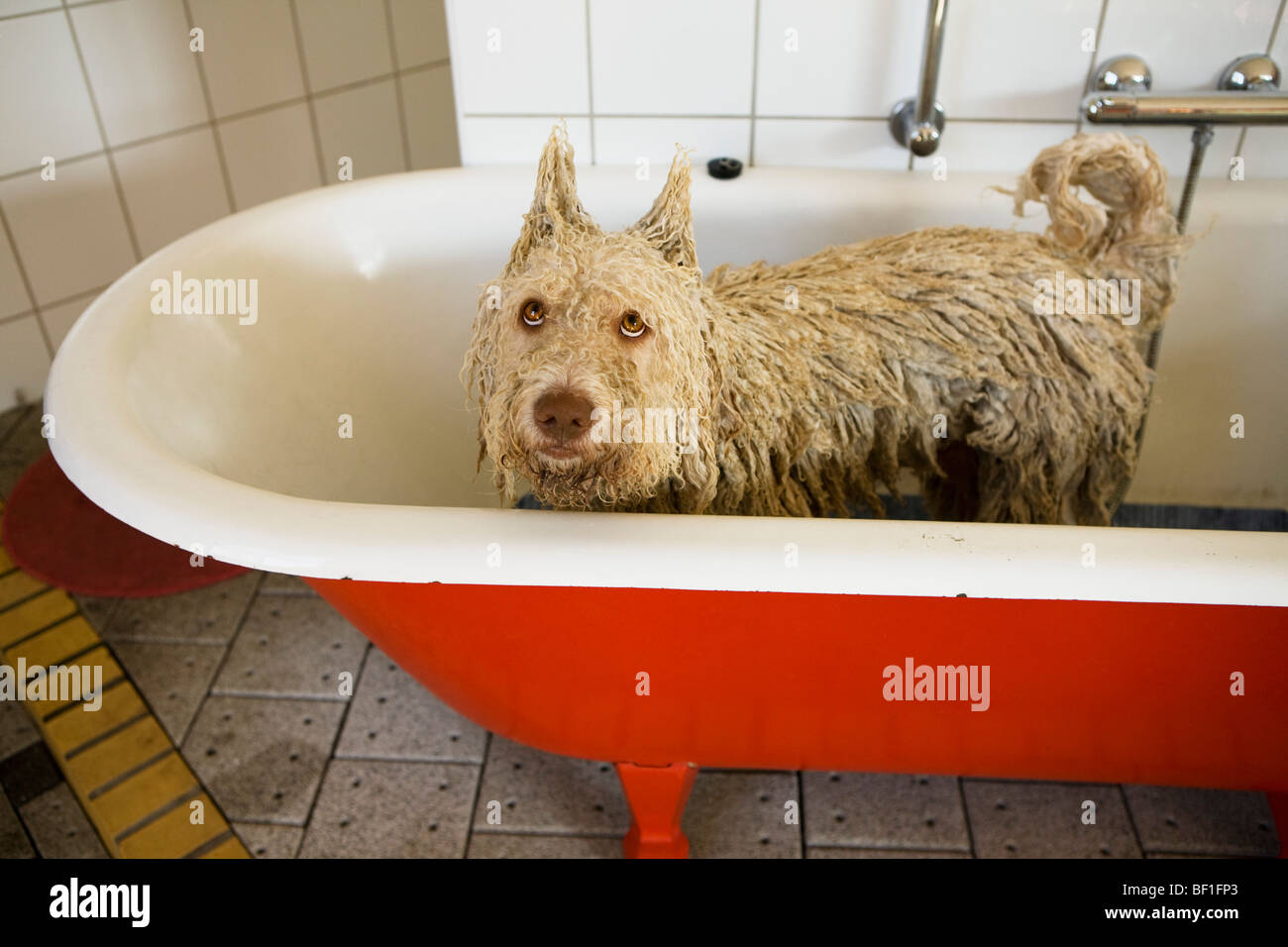 Un Waterdog spagnolo in una vasca da bagno con orecchie realizzati per alzarsi in piedi Foto Stock