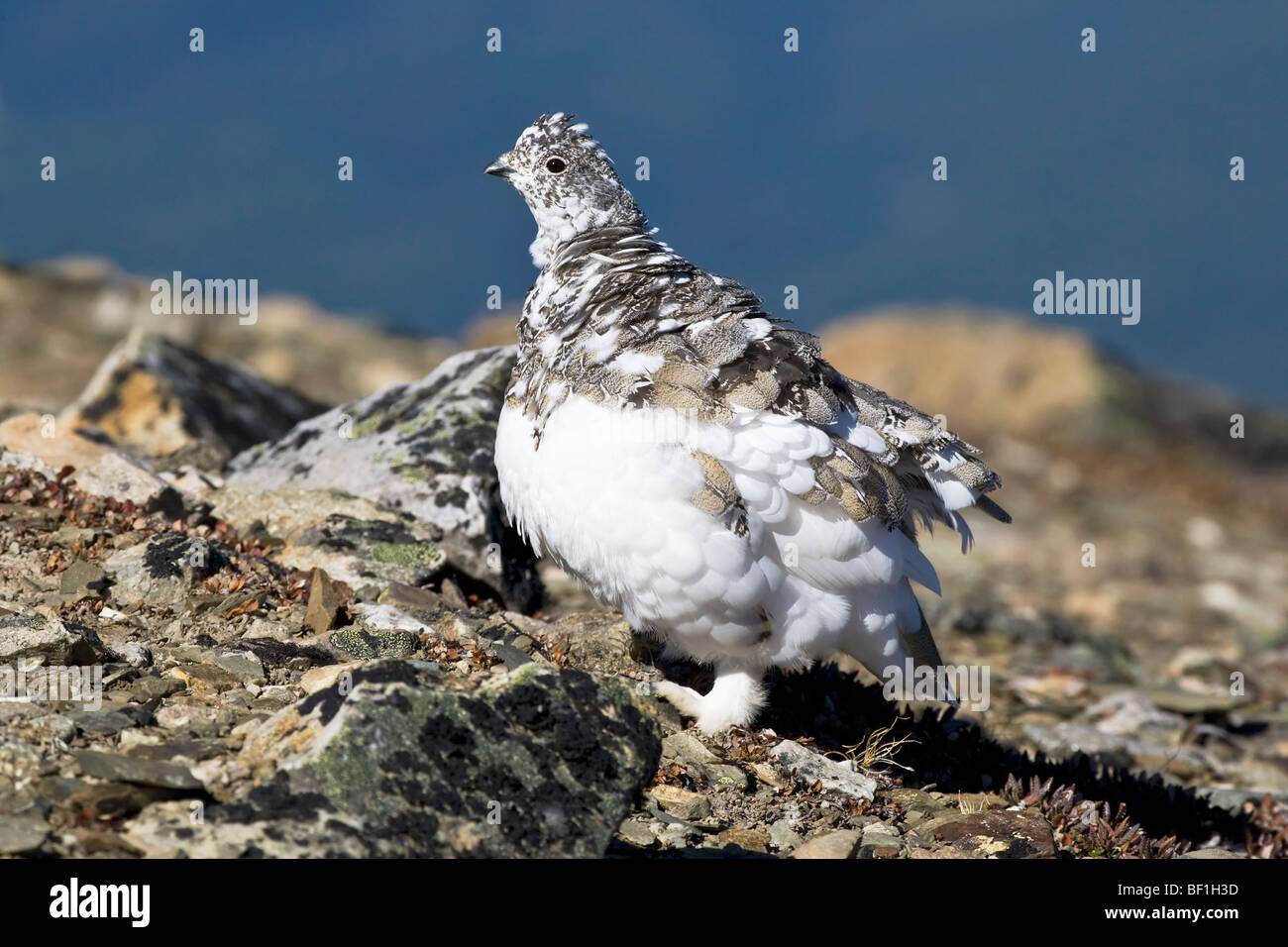 Un adulto White Tailed Ptarmigan cambiando in piumaggio invernale Foto Stock