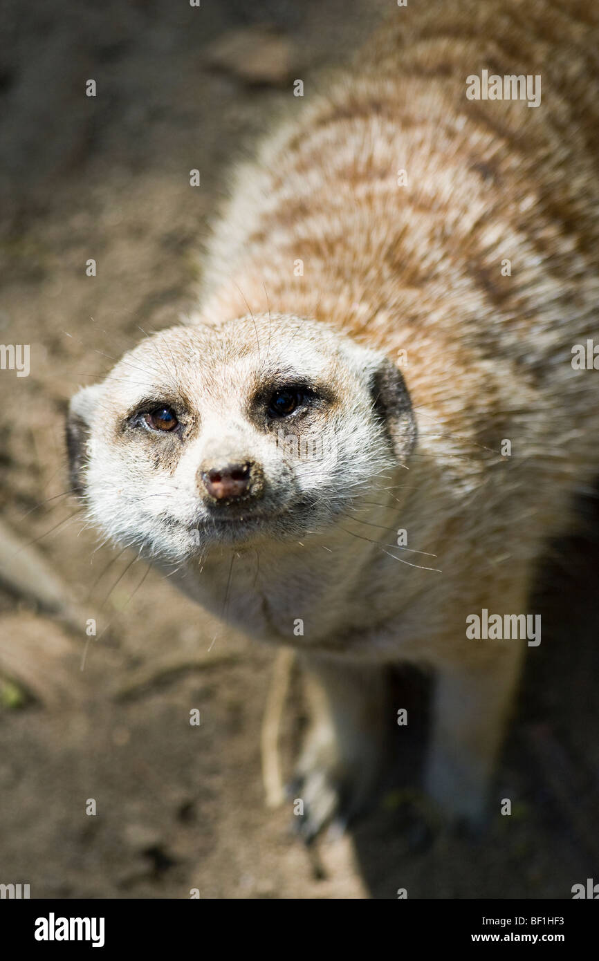 Guardando verso il basso sulla superficie di un 'African 'Meerkat.". Foto Stock