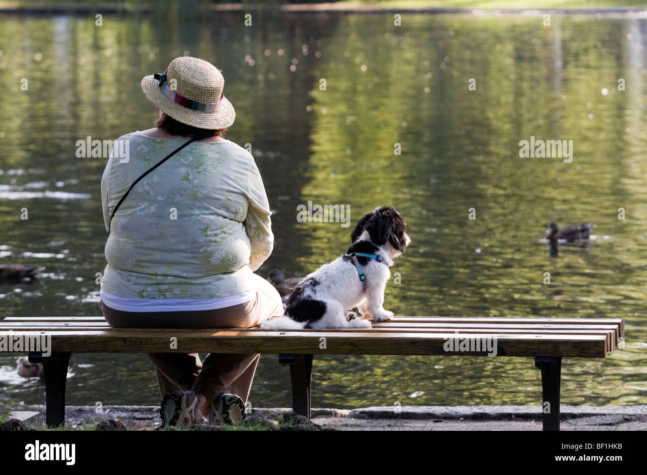 Cane giorno pomeriggio Foto Stock