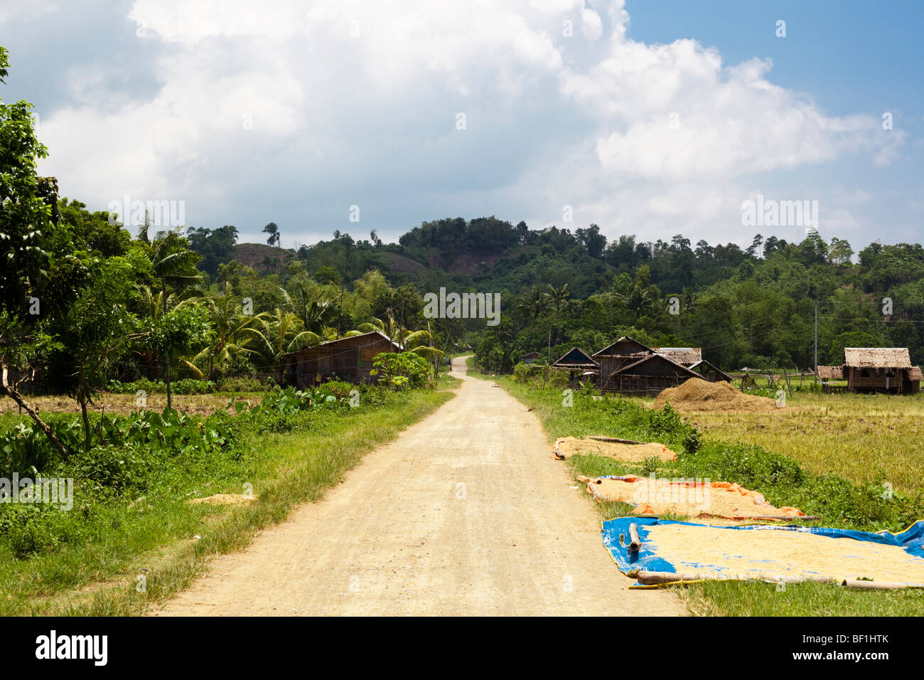 Essiccazione del riso su teloni lungo il lato della strada. Iloilo philippines Foto Stock