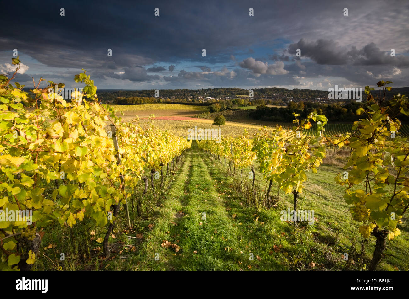Denbies Wine Estate vigneto, Dorking, Surrey, England, Regno Unito Foto Stock