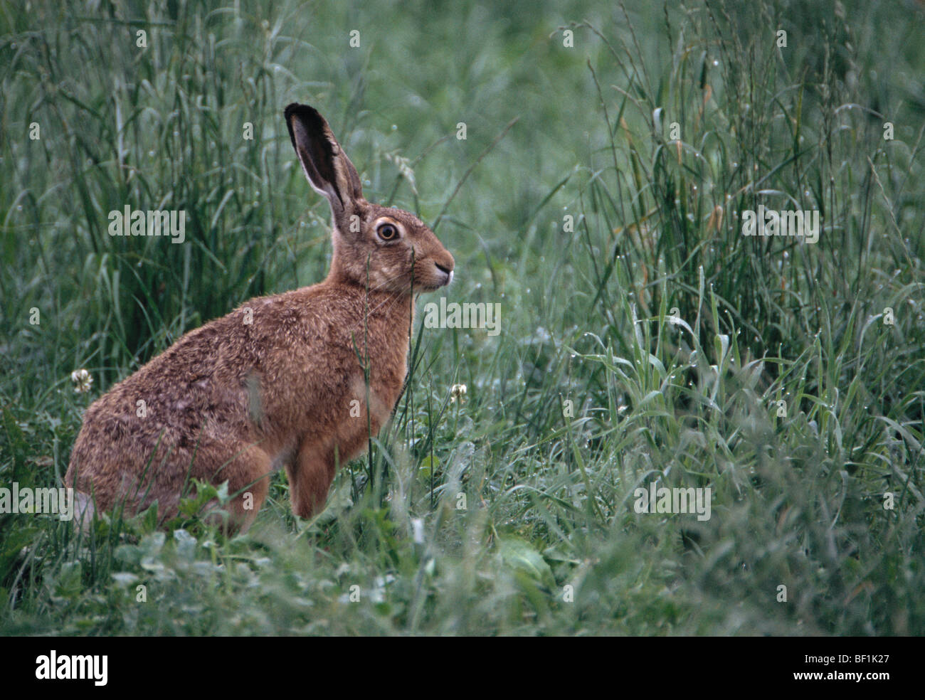 Brown lepre, europeo, lepre Lepus europaeus, Foto Stock