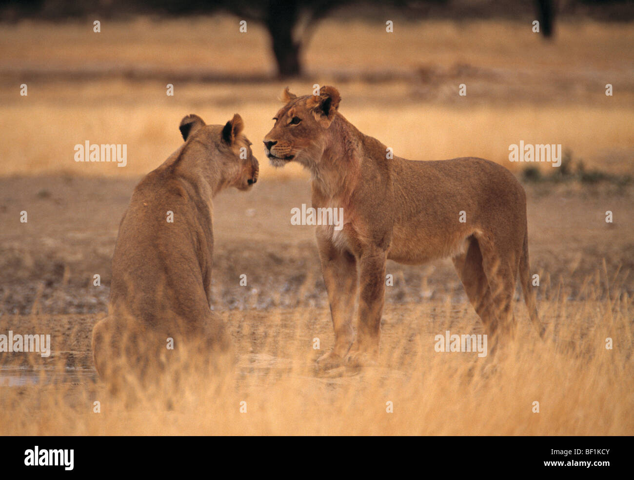 Lion panthera leo Foto Stock