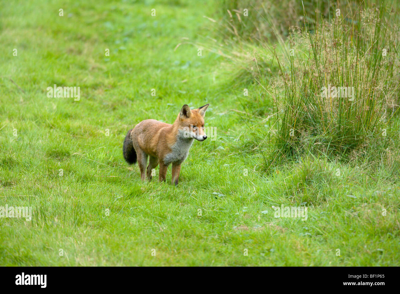 Red Fox, Vulpes vulpes, caccia Foto Stock