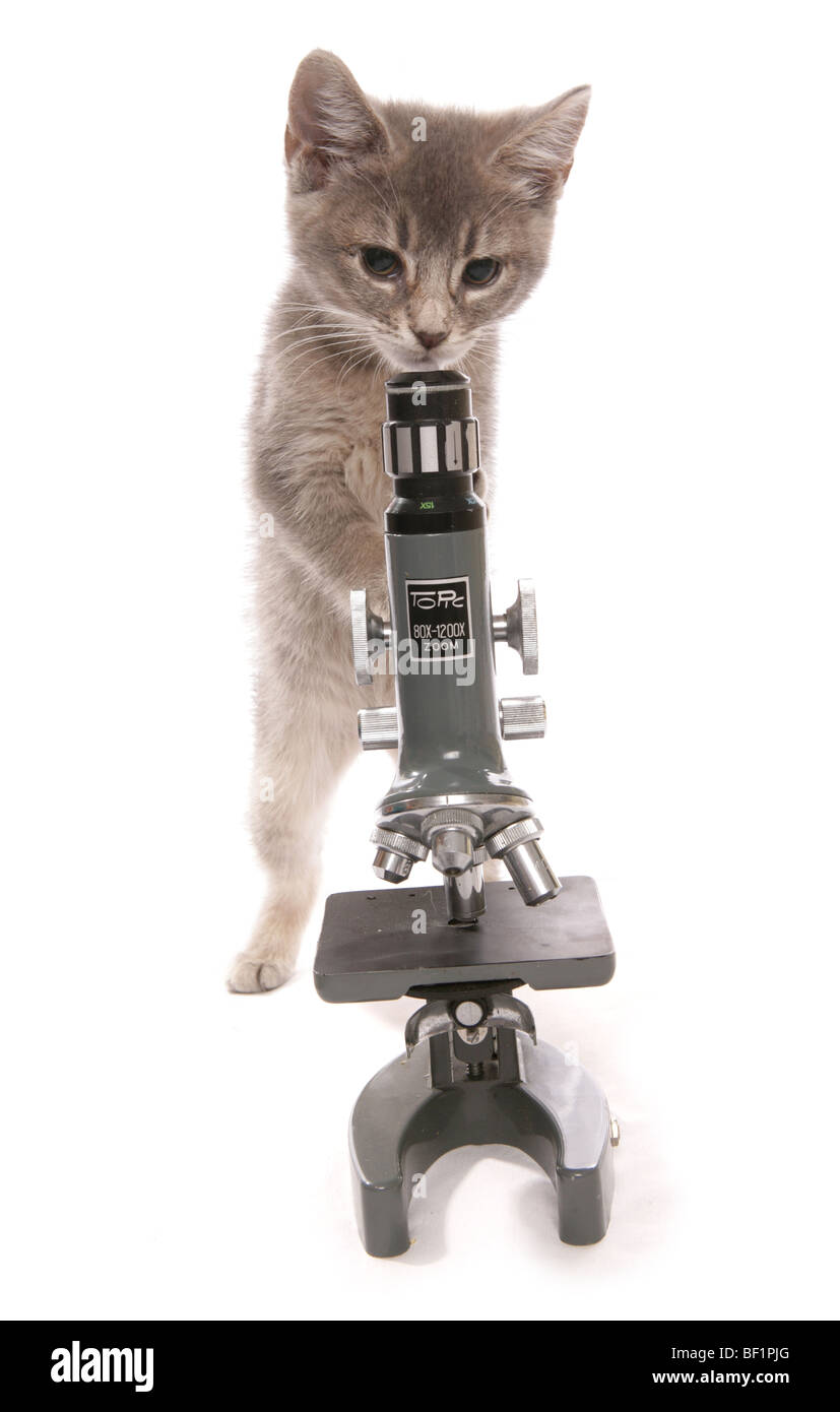 Gattino con microscopio scienziati ritratto in studio Foto Stock