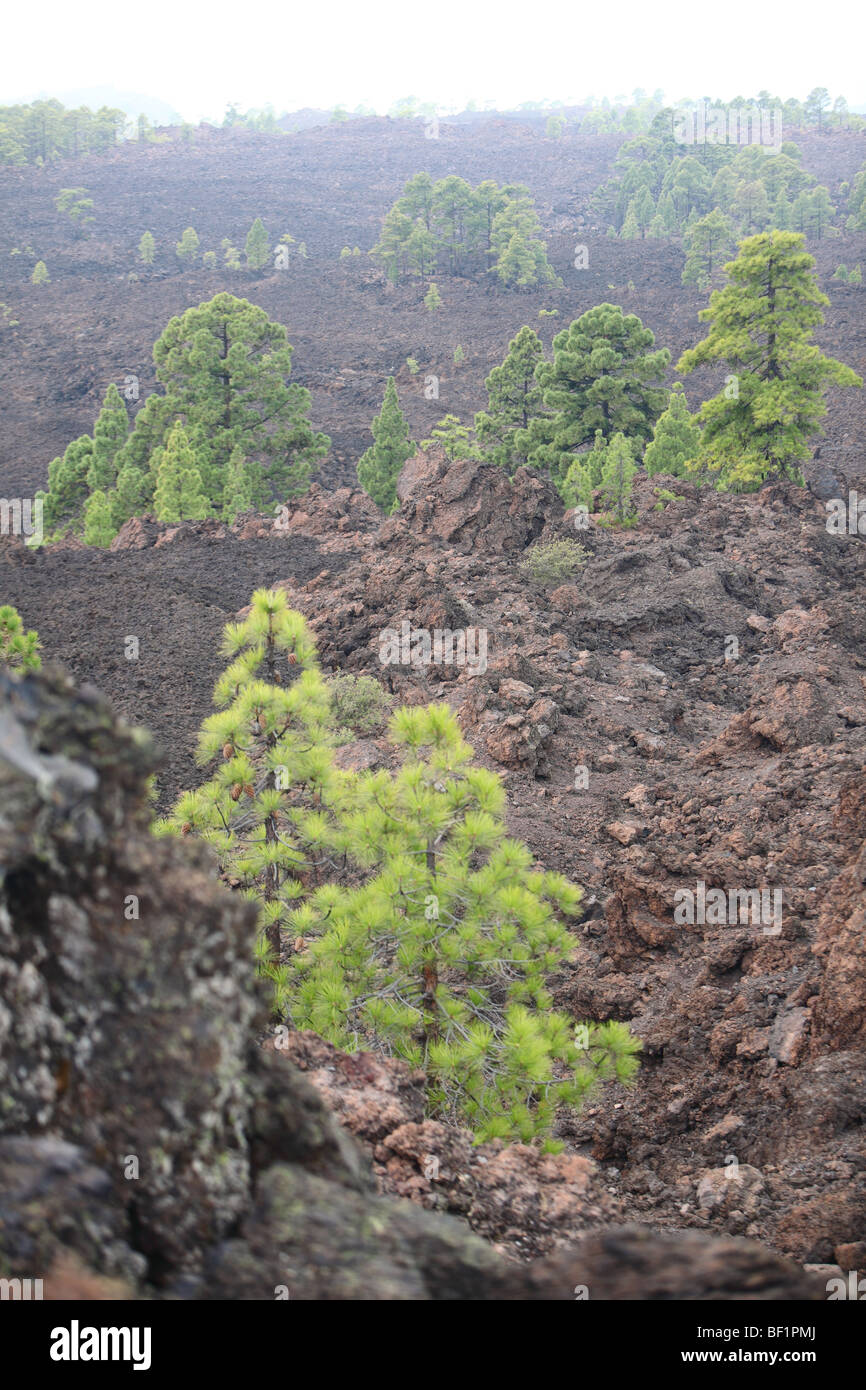 Tenerife, Isole Canarie, montagna vulcanica di paesaggio, montagne vicino El Teide Foto Stock