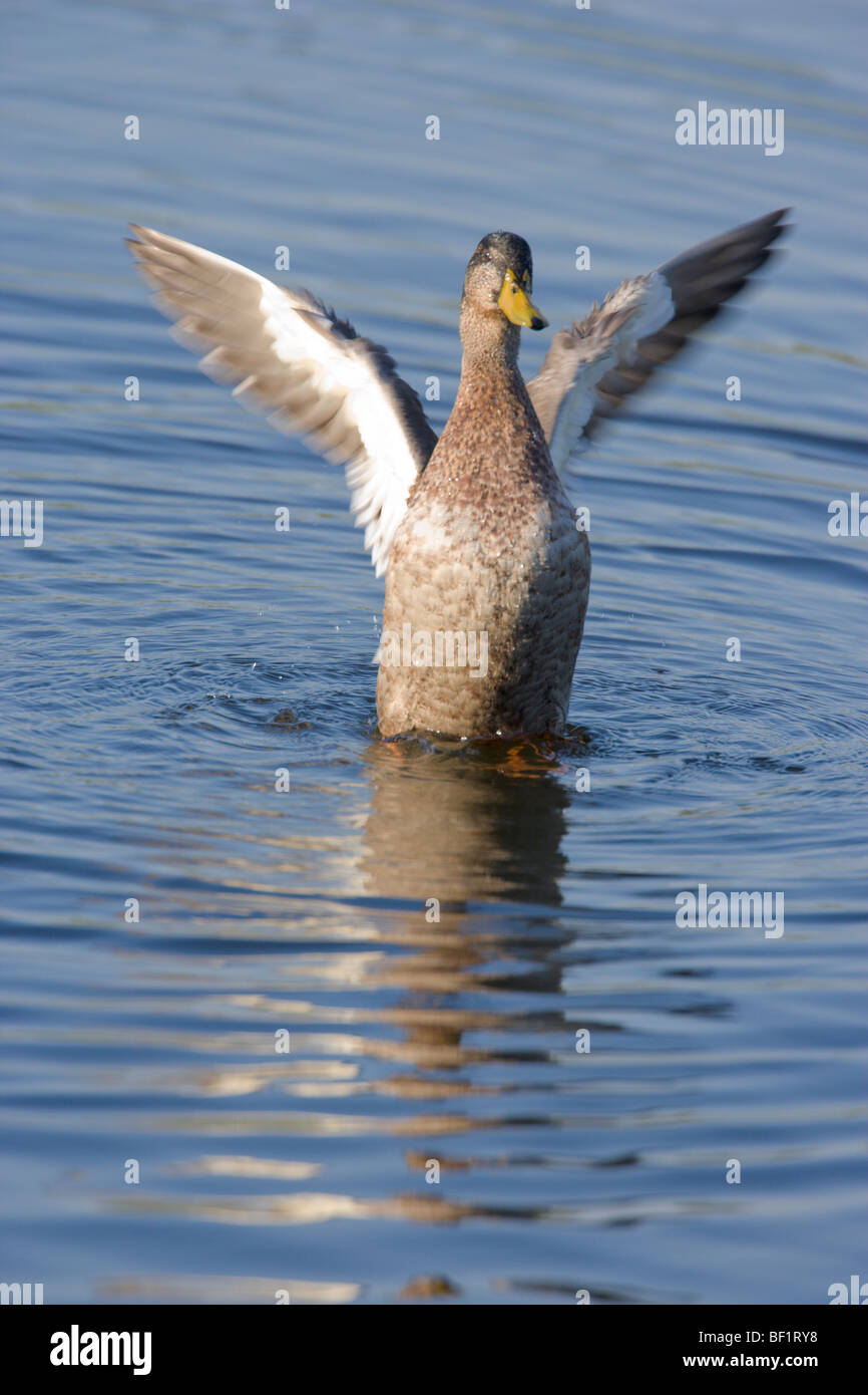 Maschio di Mallard duck, Anas platyrhynchos, in eclipse piumaggio durante preening Foto Stock