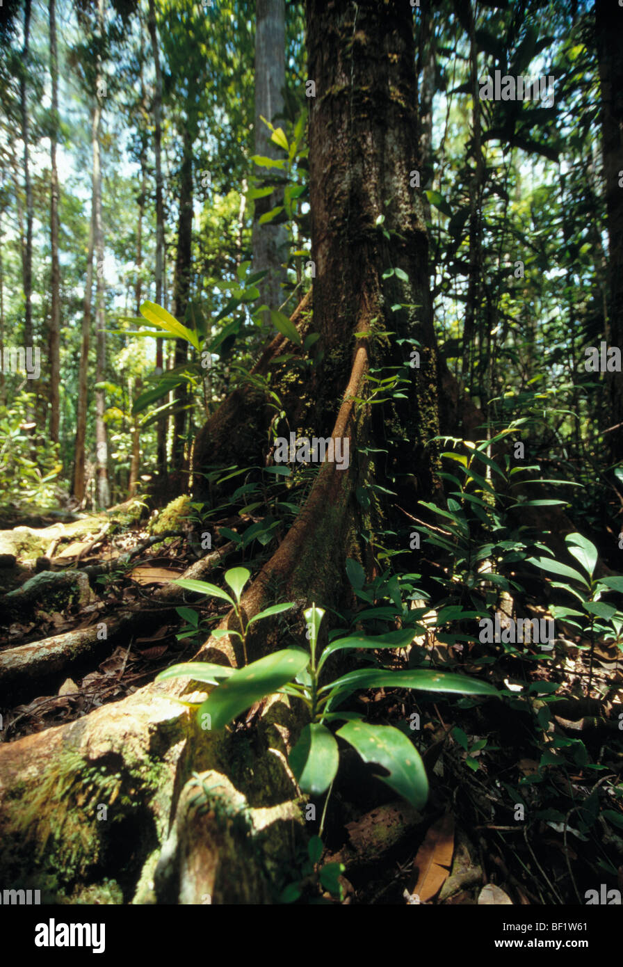 La Malesia, Borneo sarawak, Bako National Park, rain forest, Foto Stock