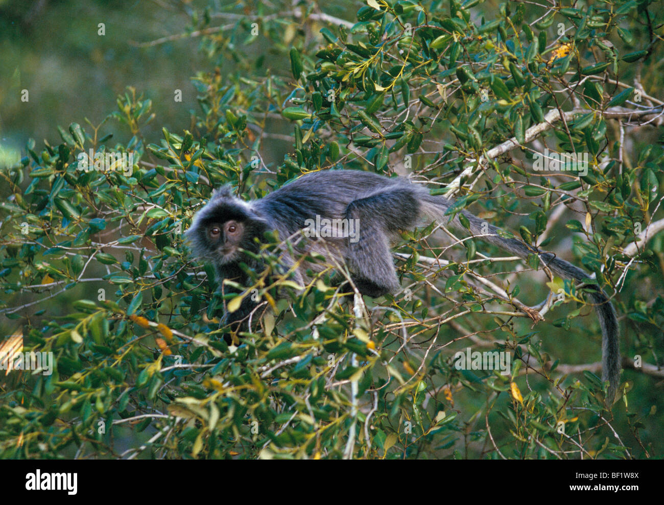 Foglia argentata scimmia, presbytis cristata, trachypithecus cristatus, Foto Stock