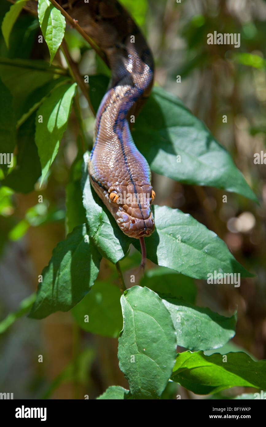 Giovani birmani (Python Python molurus bivittatus) testa dettaglio di sottobosco Foto Stock