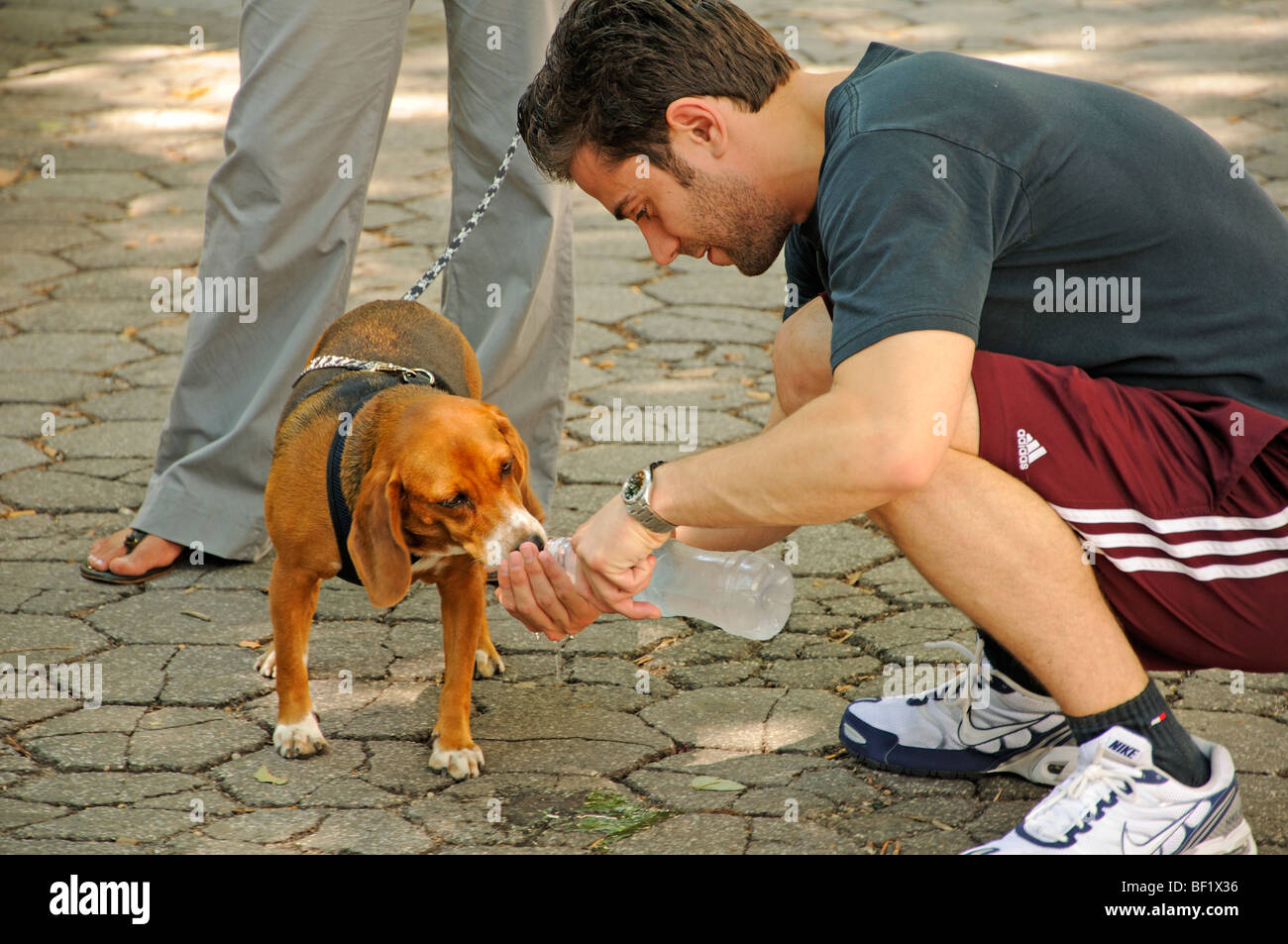 L'uomo aiutando il suo cane bere Foto Stock