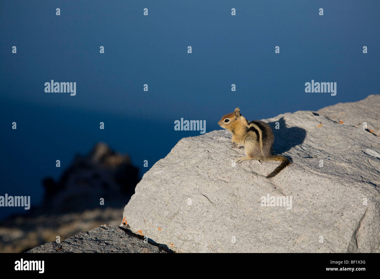 Golden-mantled Scoiattolo di terra sul cerchio - Parco nazionale di Crater Lake Oregon Foto Stock