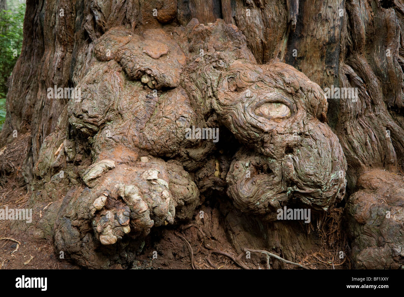 Burl di grandi dimensioni su un albero di sequoia lungo il James Irvine Trail - Parco Nazionale di Redwood - Humboldt County, California Foto Stock