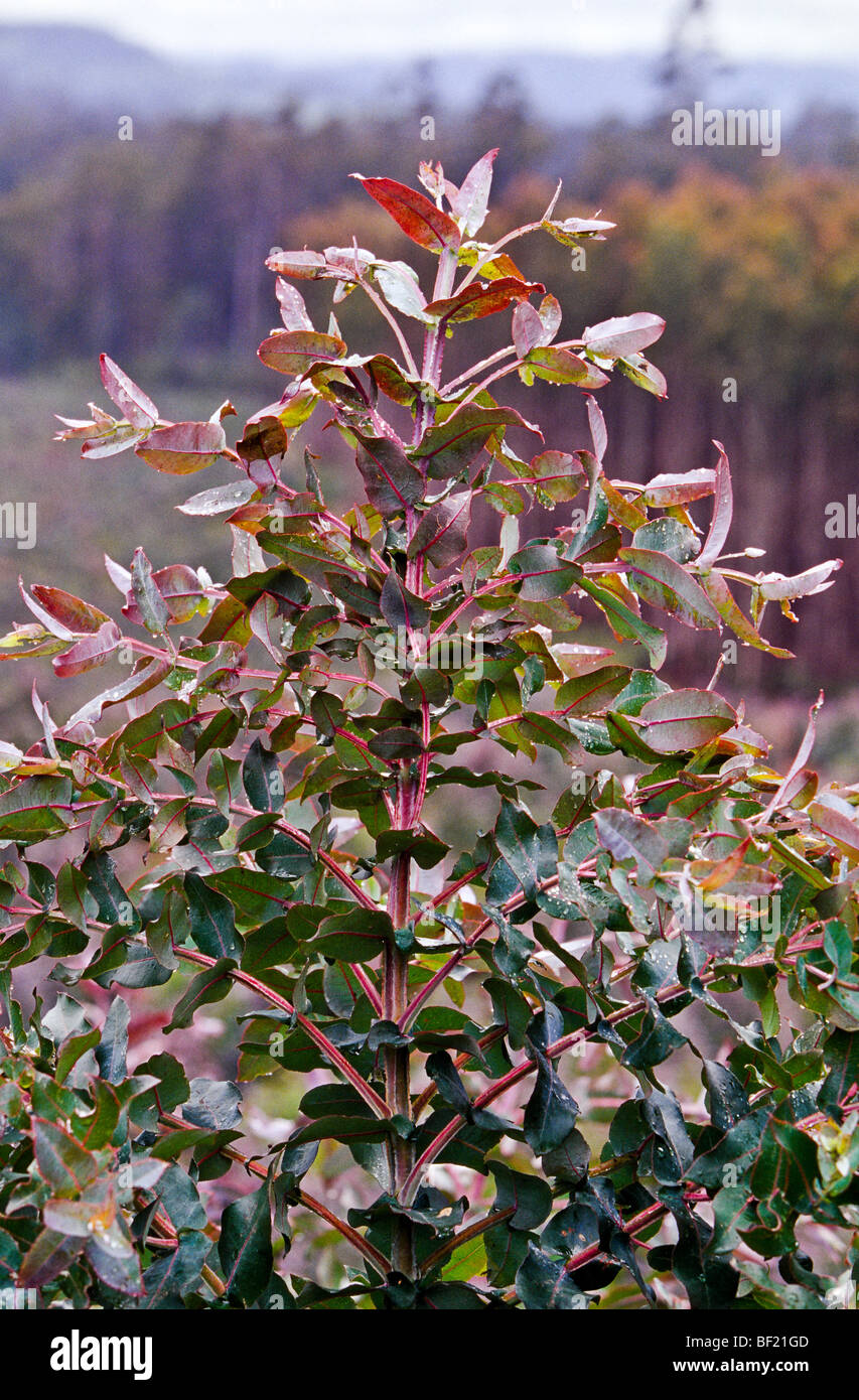 La piantagione di eucalipto, Tasmania, Australia Foto Stock