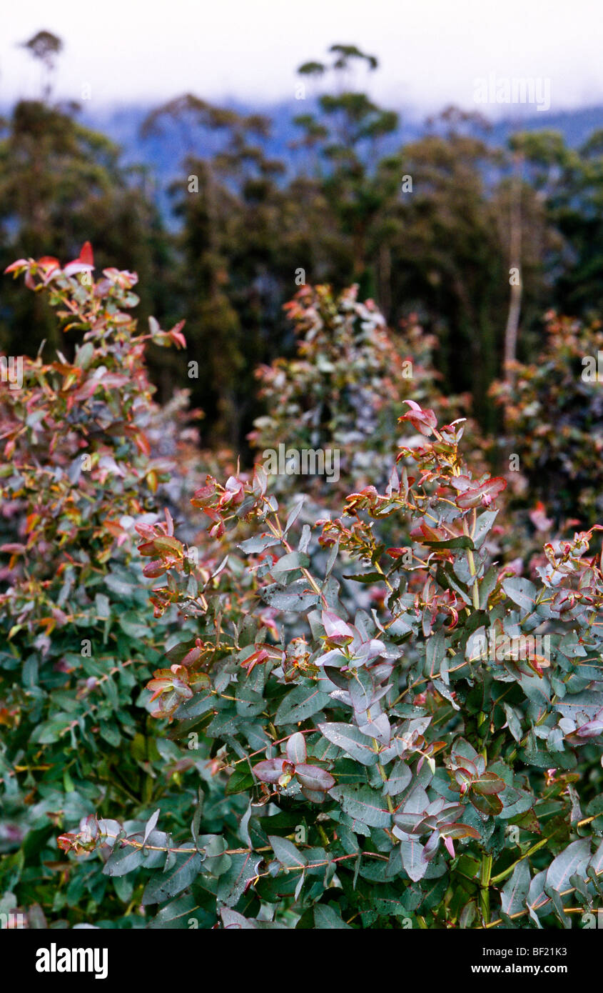 La piantagione di eucalipto, Tasmania, Australia Foto Stock