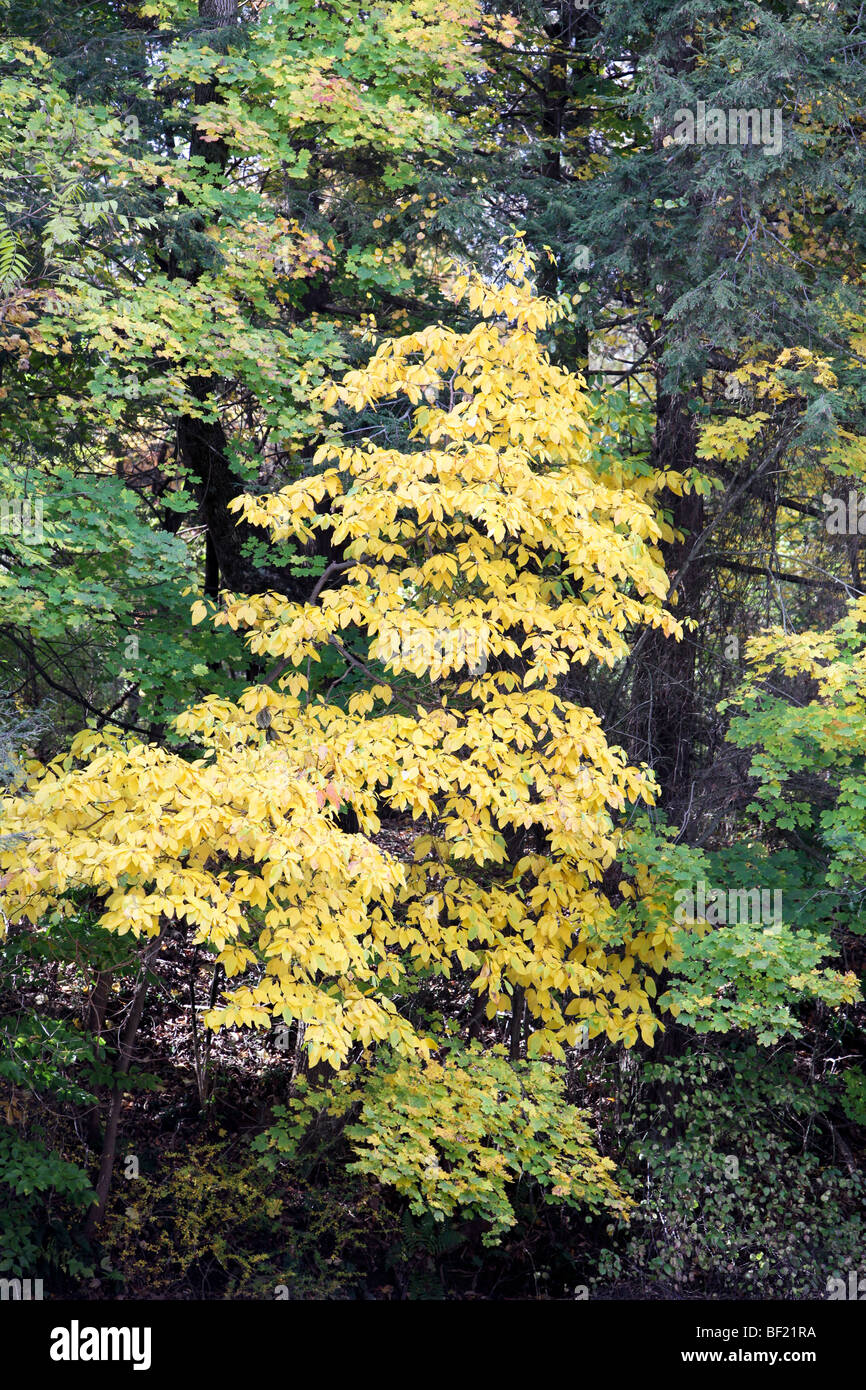 Una palude giallo acero con modifica di foglie di autunno. Il fogliame di autunno prossimo ad un flusso nella foresta. Foto Stock