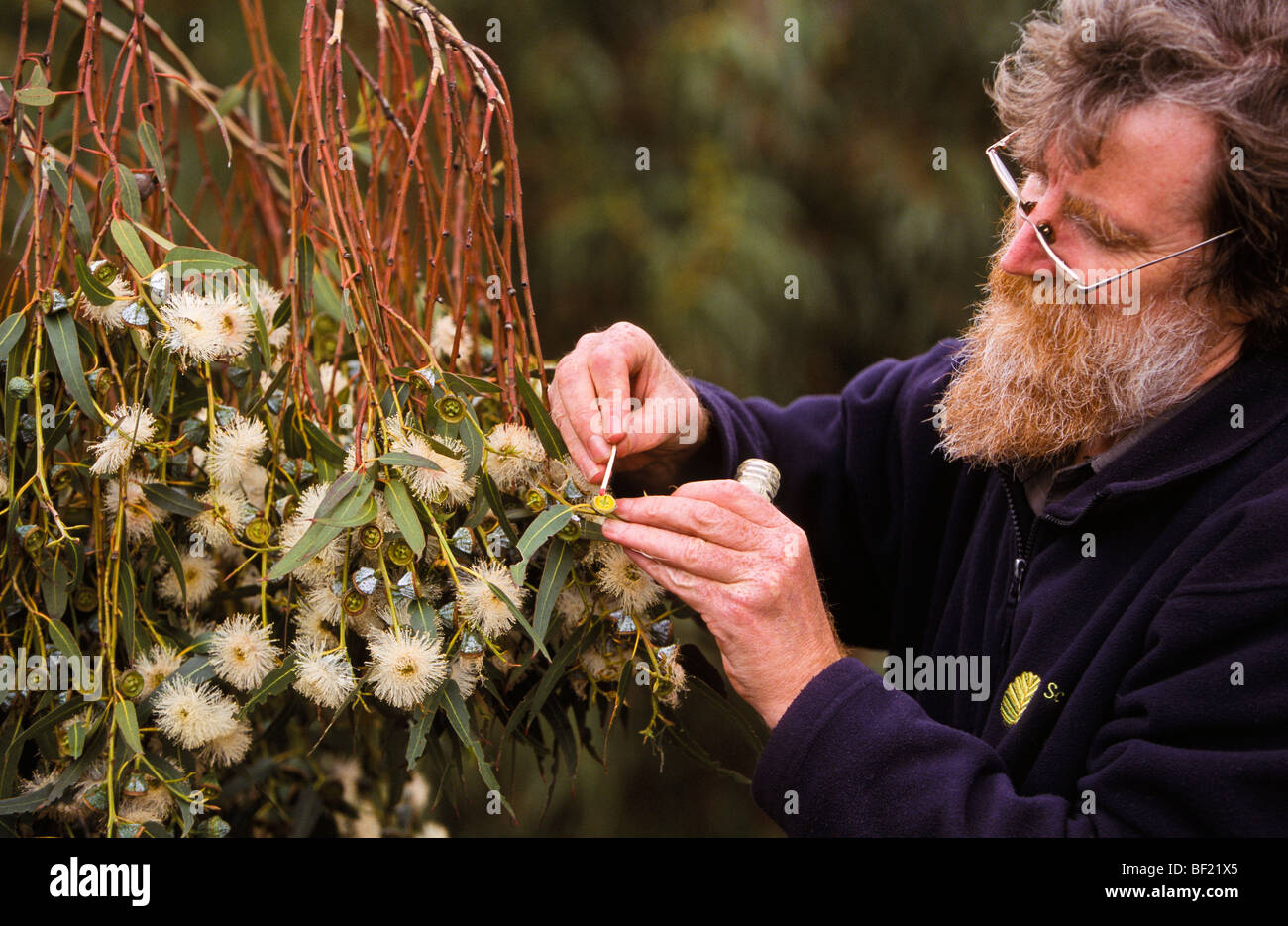 Impollinazione di eucalipti in impianti programma di allevamento in Australia Foto Stock