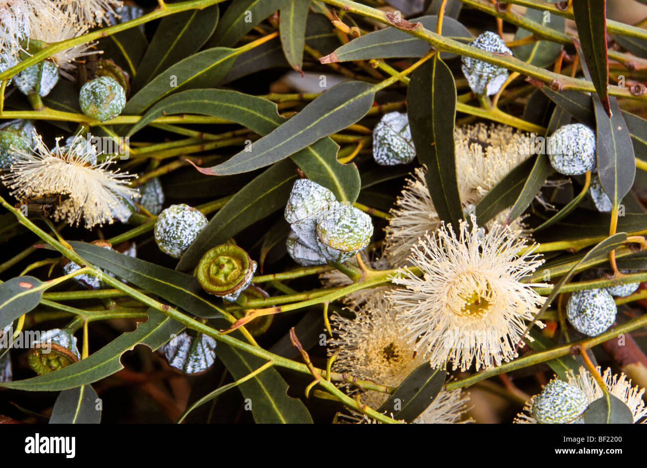 Eucalyptus globulus blu (GUM) grappoli di fiori, Australia Foto Stock