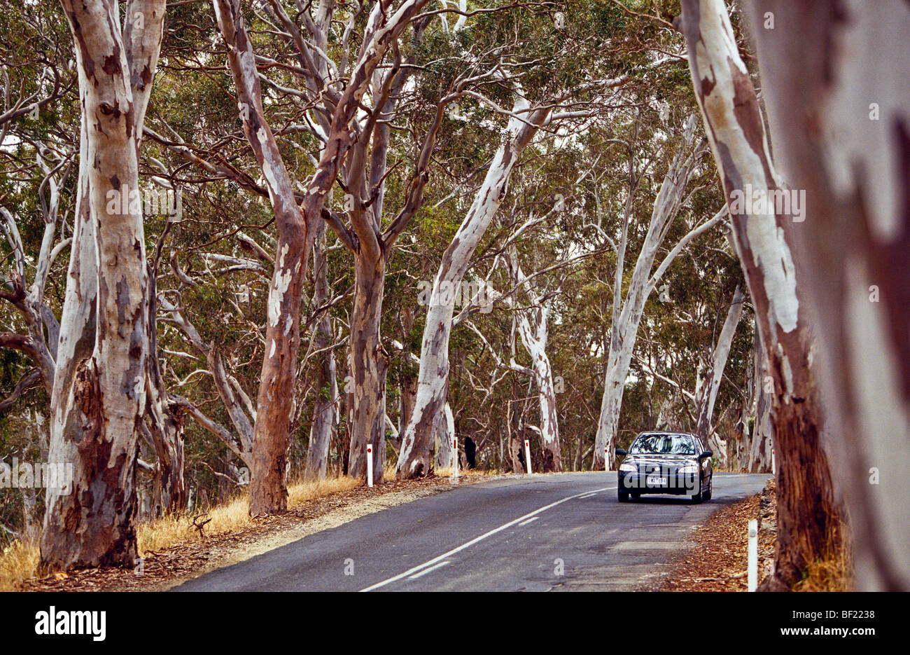 Strada fiancheggiata con alberi di gomma in Australia Foto Stock