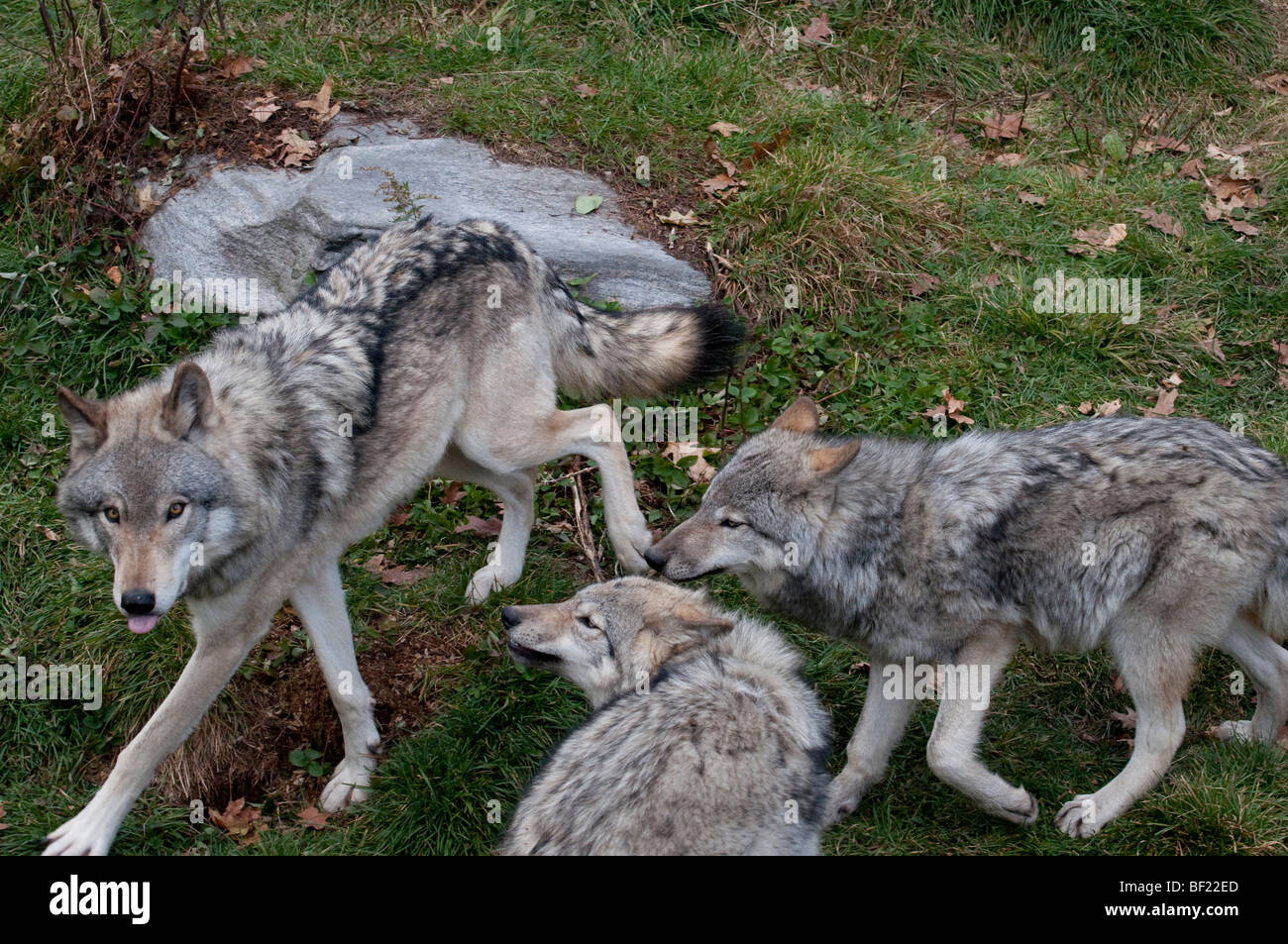 Un diverbio tra tre Lupi di legname Foto Stock Un diverbio tra tre Lupi di legname Foto Stock