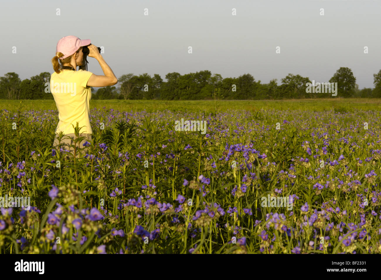 Donna di osservazione degli uccelli nel campo dei fiori Spiderwort Foto Stock