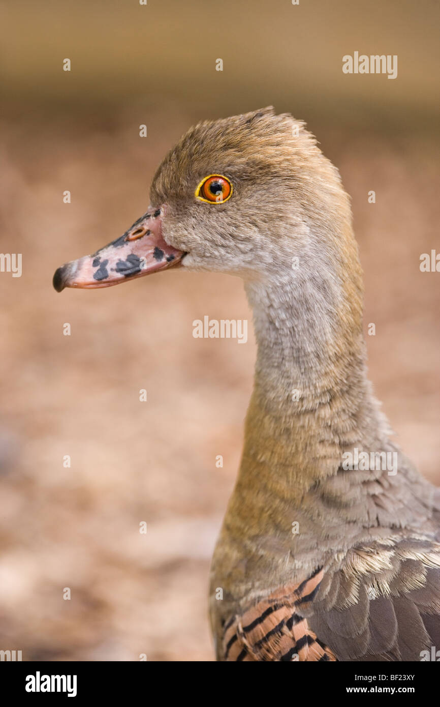 O piumati Eyton sibilo di anatra (Dendrocygna eytoni). Australia. Foto Stock