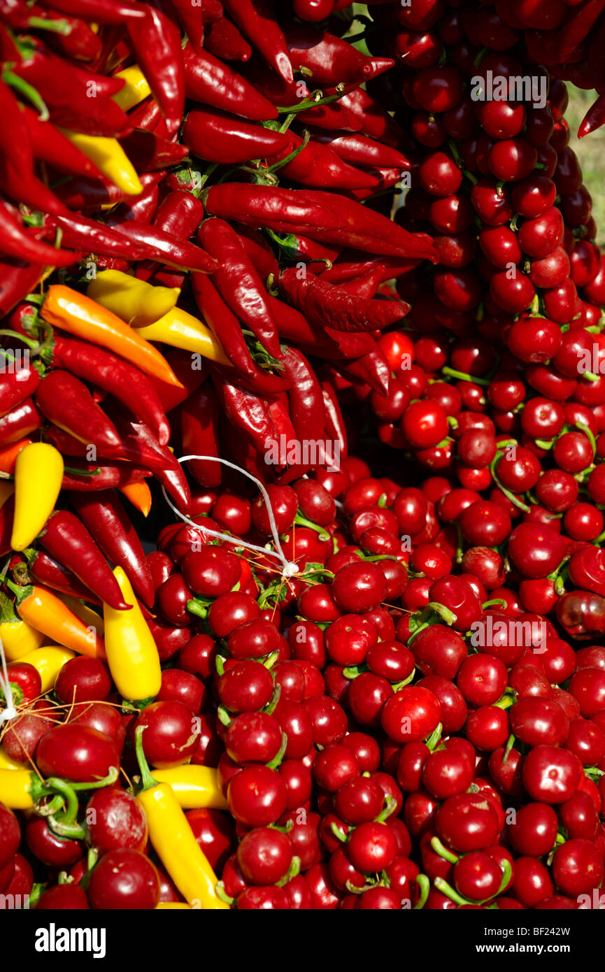 Stringhe di secchi peperoncino rosso, Capsicum annuum o peperoncino aria di essiccazione Foto Stock