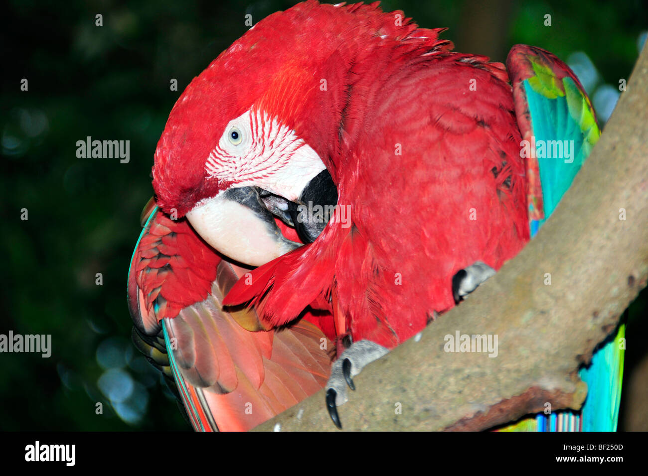 Red macaw, Ara chloropterus, Bonito, Mato Grosso do Sul, Brasile Foto Stock