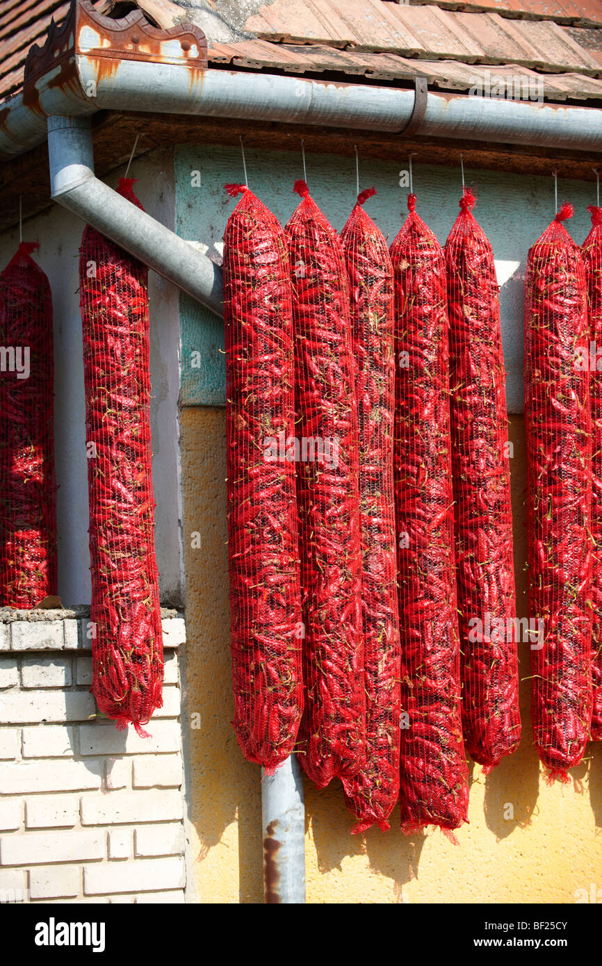 Il Capsicum annuum o peperoncino aria di essiccazione per rendere paprika ungherese - Kalocsa Ungheria Foto Stock