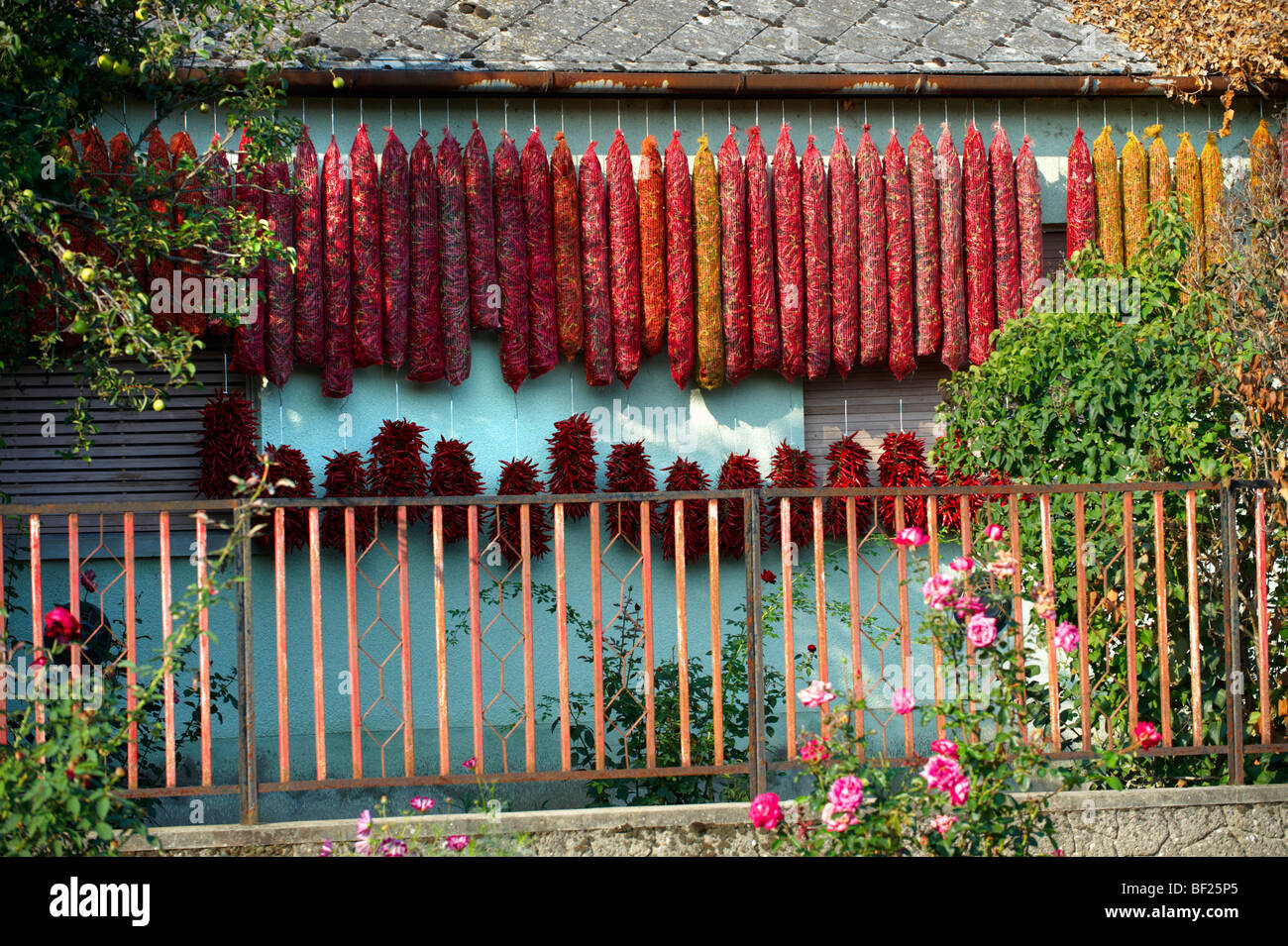 Il Capsicum annuum o peperoncino aria di essiccazione per rendere paprika ungherese - Kalocsa Ungheria Foto Stock