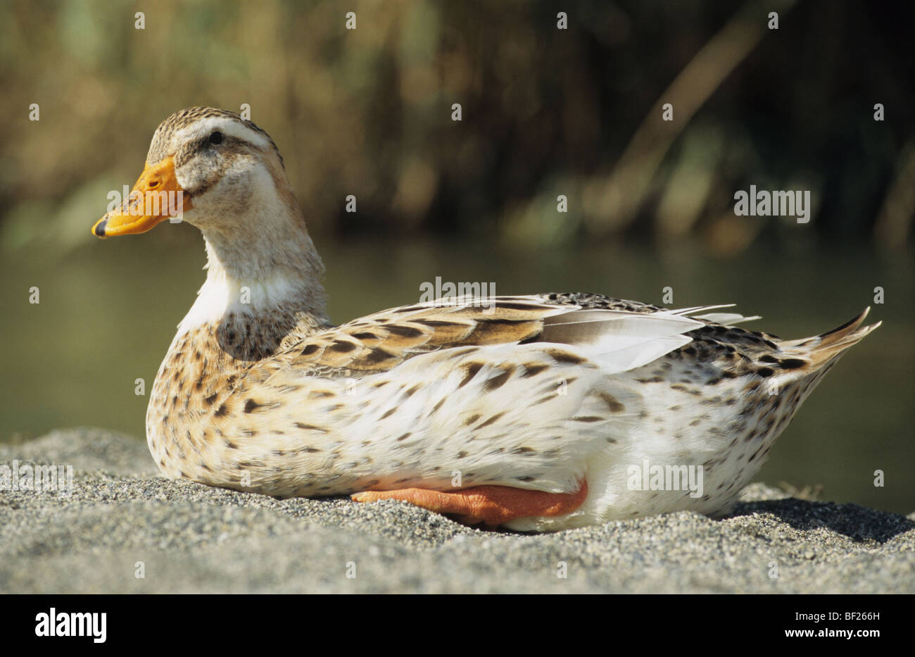 Anatra domestica (Anas platyrhynchos), anatra in appoggio. Foto Stock
