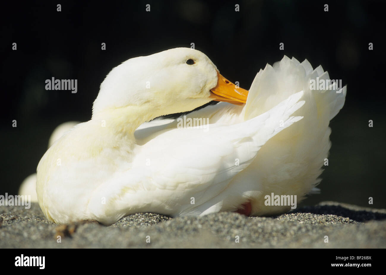 Anatra domestica (Anas platyrhynchos), giacente bianco preening d'anatra. Foto Stock