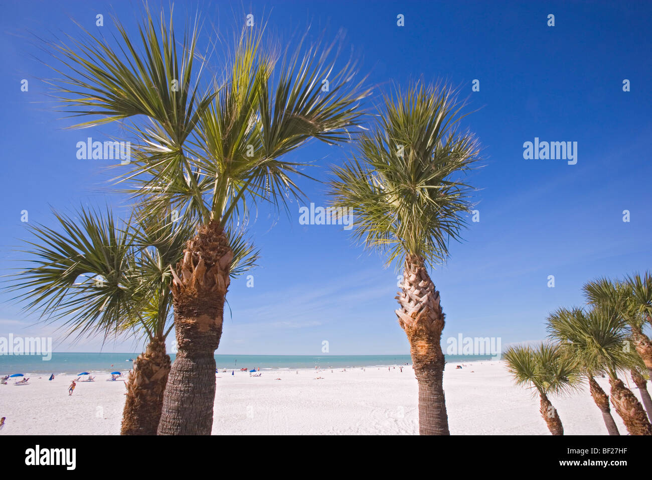 Palme presso Clearwater Beach sotto il cielo blu, Baia di Tampa, Florida, Stati Uniti d'America Foto Stock