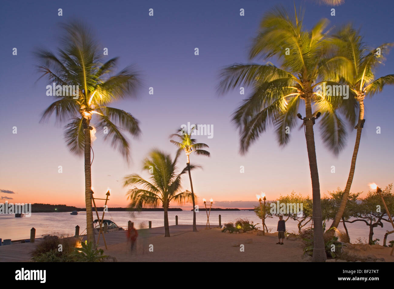 Le palme sulla spiaggia di l'Holiday Isle Resort in serata, Islamorada, Florida Keys, Florida, Stati Uniti d'America Foto Stock