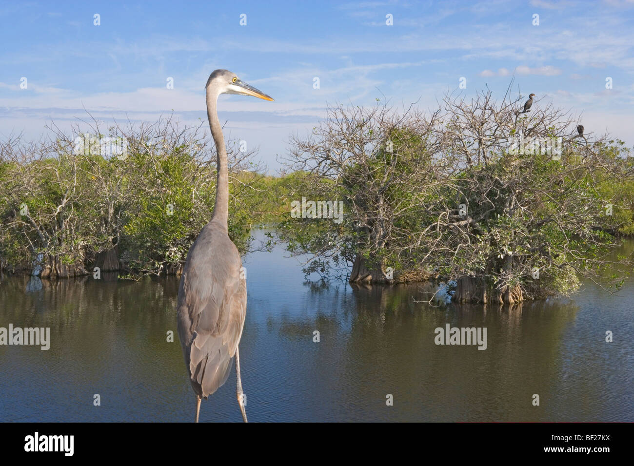 Airone blu in piedi in una palude a Anhinga Trail, Everglades, Florida, Stati Uniti d'America Foto Stock