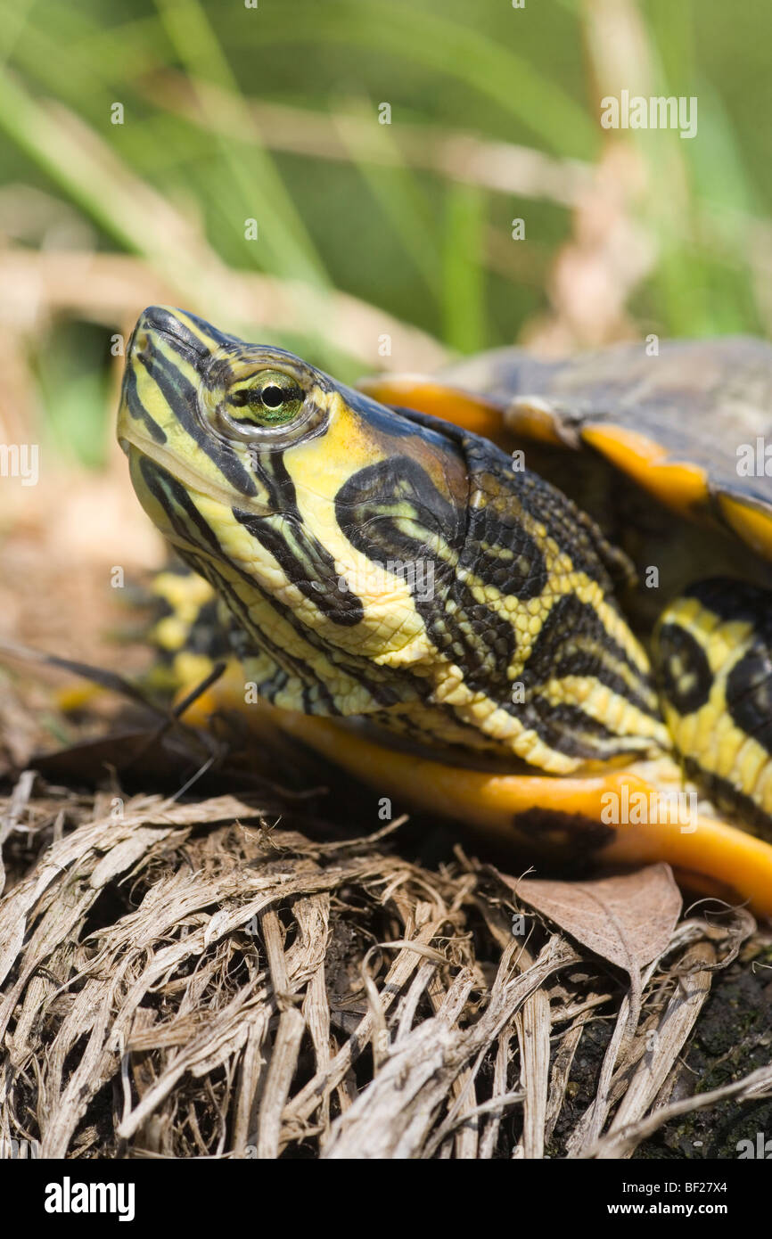 North American a becco giallo (tartaruga Trachemys scripta scripta). Adulto. Mostra nominare sub-specie di marcature di testa. Escape sgradito introduzione al Regno Unito e meridionali dell'Europa.​ Foto Stock