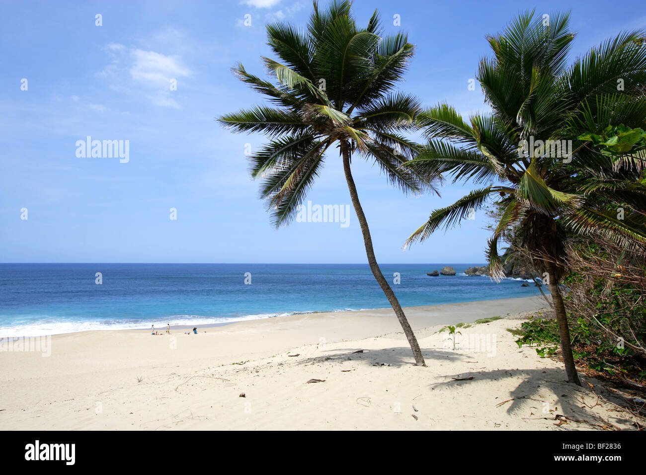 Palme della spiaggia deserta nella luce del sole, Aguadilla, Puerto Rico, Caraibi, America Foto Stock