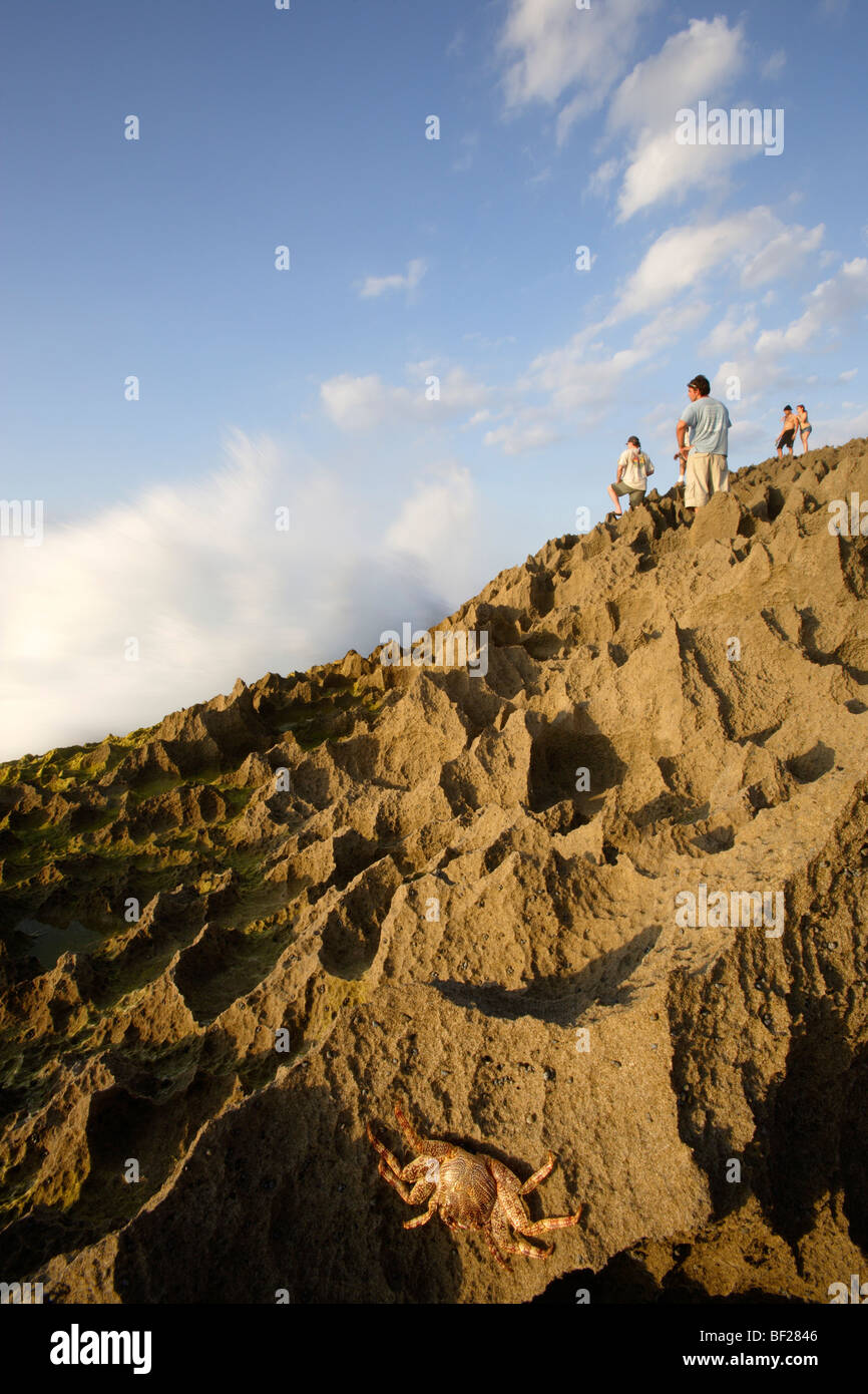 Persone e un granchio di arrampicata su roccia, Punta Borinquen, Aguadilla, Puerto Rico, Caraibi, America Foto Stock