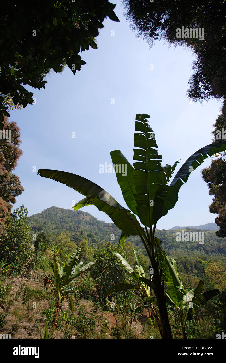 Vista in piante di banana di fronte a una montagna, Cordillera Central, Puerto Rico, Caraibi, America Foto Stock