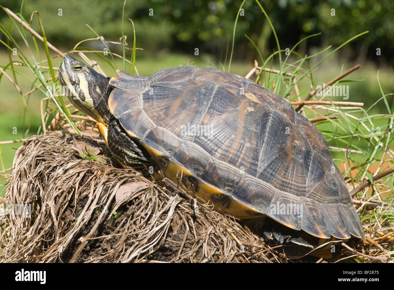 North American a becco giallo (tartaruga Trachemys scripta scripta). Sun basking. Femmina adulta- griffe brevi sulla ribalta degli arti. Foto Stock