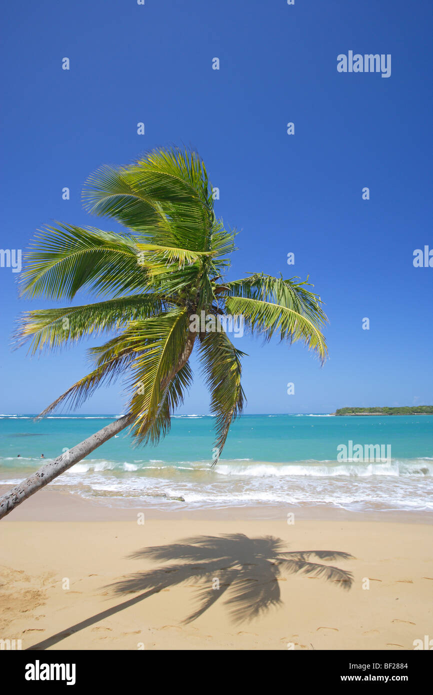 Palm tree a Tres Palmitas spiaggia sotto il cielo blu, Puerto Rico, Caraibi, America Foto Stock